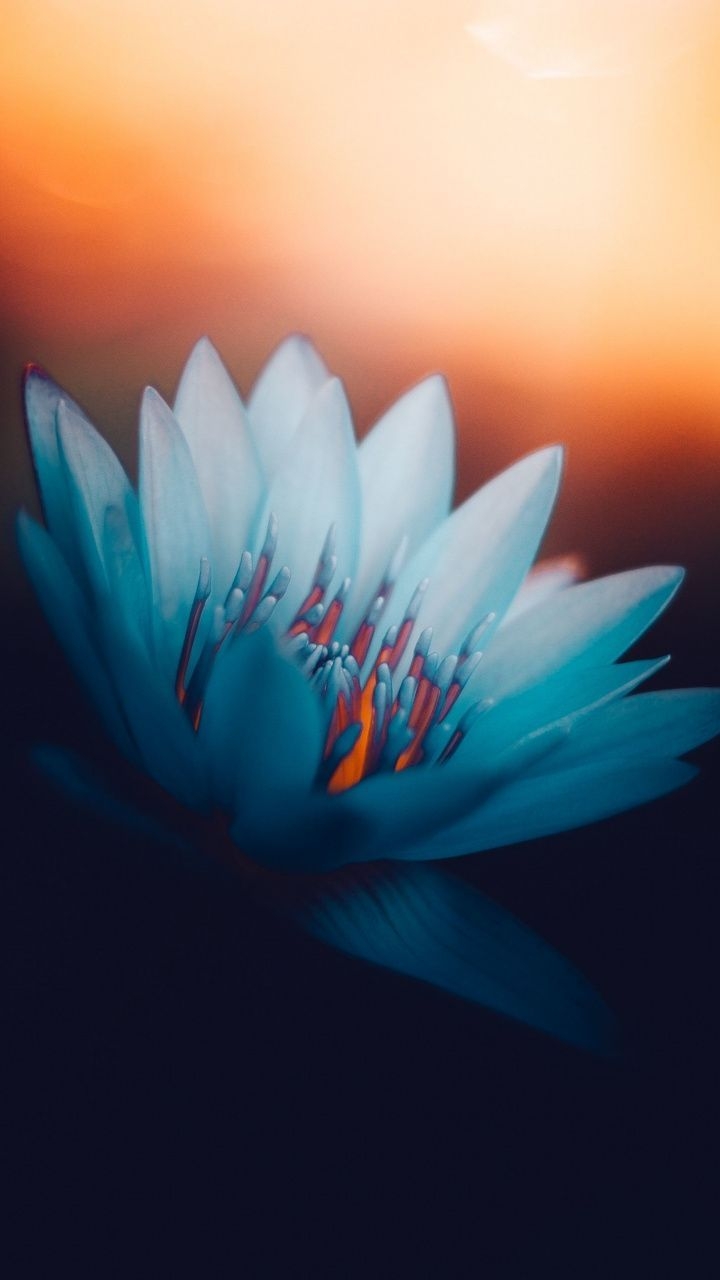 720x1280 Blue lotus, portrait, 4k. Blue lotus flower, Lotus flower wallpaper, Flower wallpaper, Phone