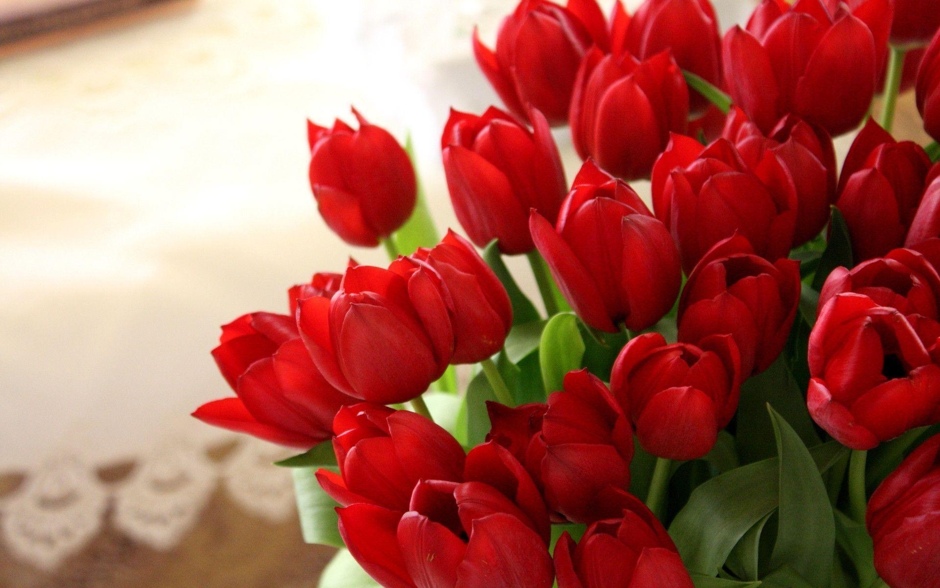 1920x1200 HD Red Tulips / Wallpaper Database, Desktop