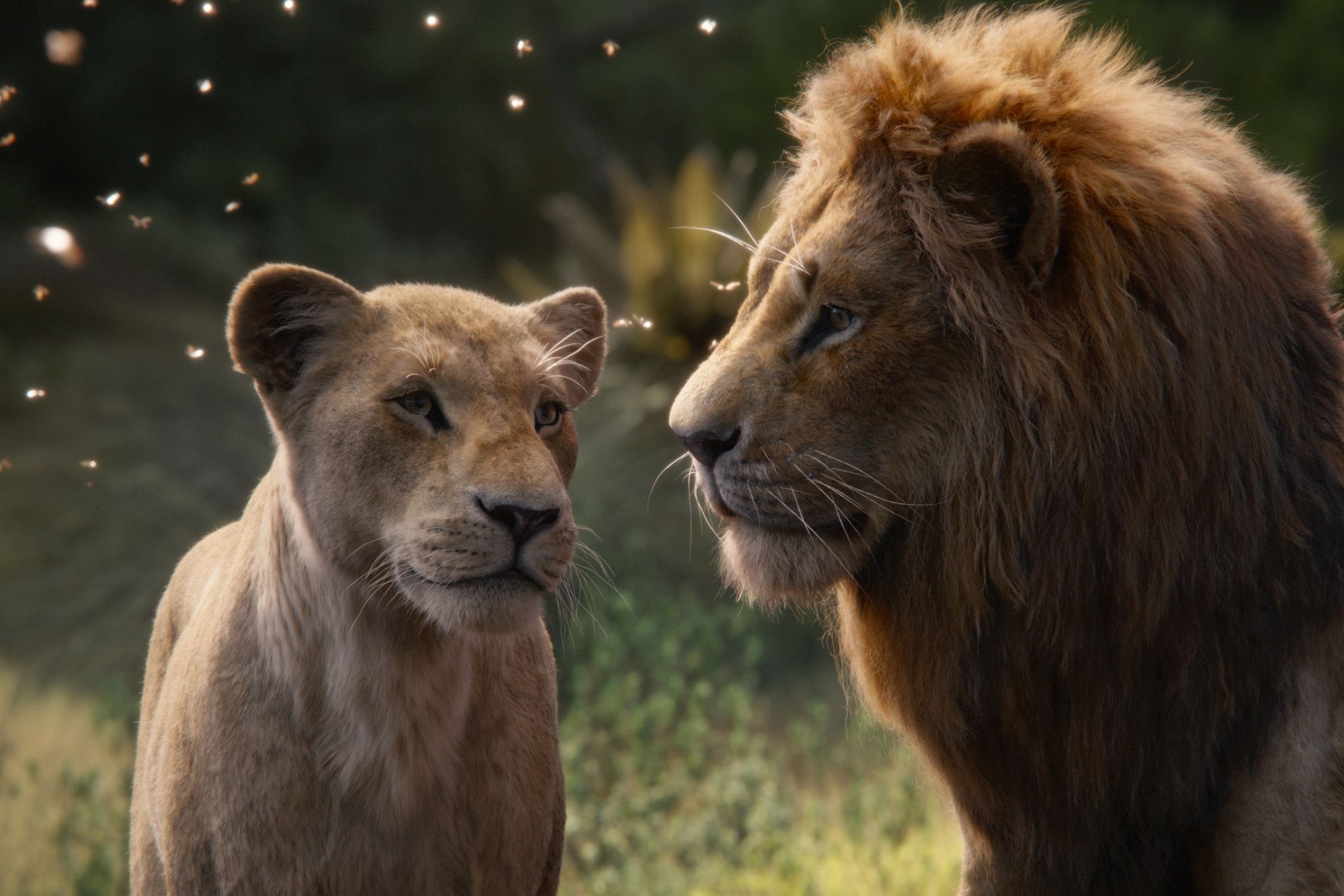 2000x1340 The Lion King' is a lie that erases female pride: scientist, Desktop