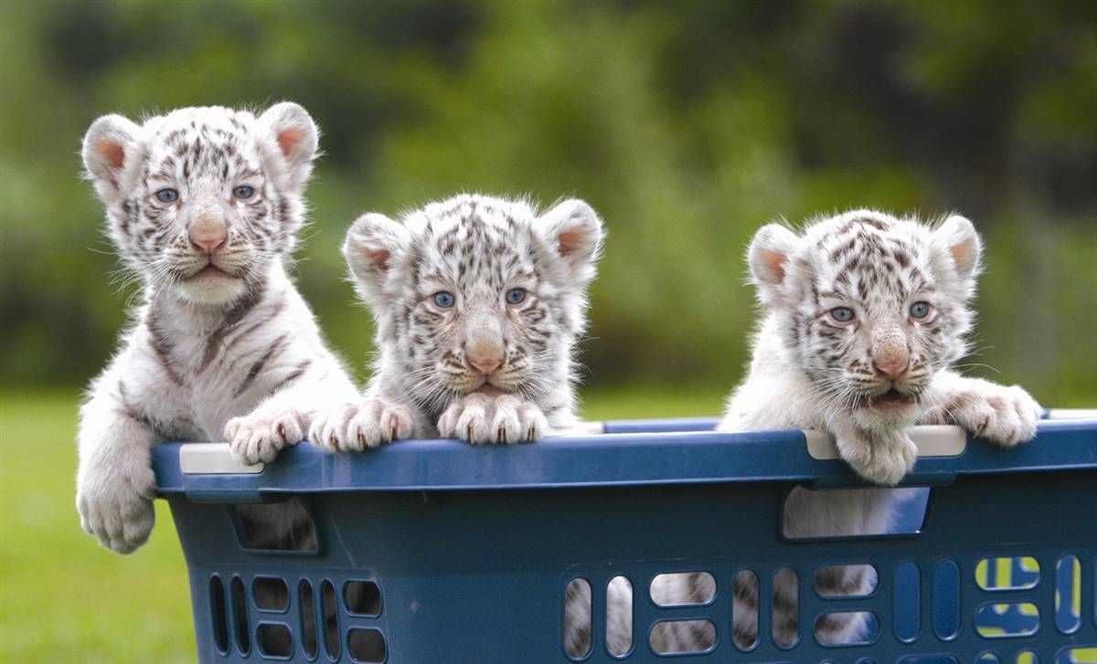 1200x730 Cute White Bengal Tiger Cubs HD Tiger White Tigers In Snow, Desktop