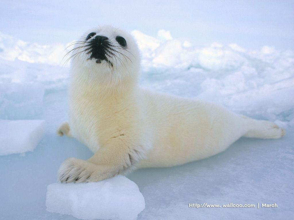 1030x770 Sea Lion Wallpaper, Desktop