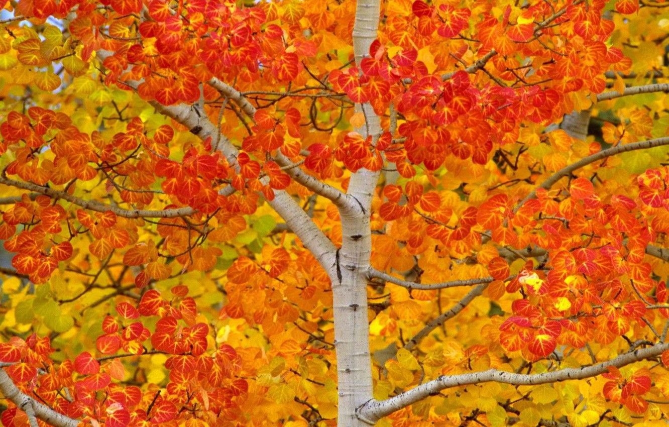 1340x850 Wallpaper autumn, leaves, tree, USA, aspen, Aspen image for desktop, section природа, Desktop