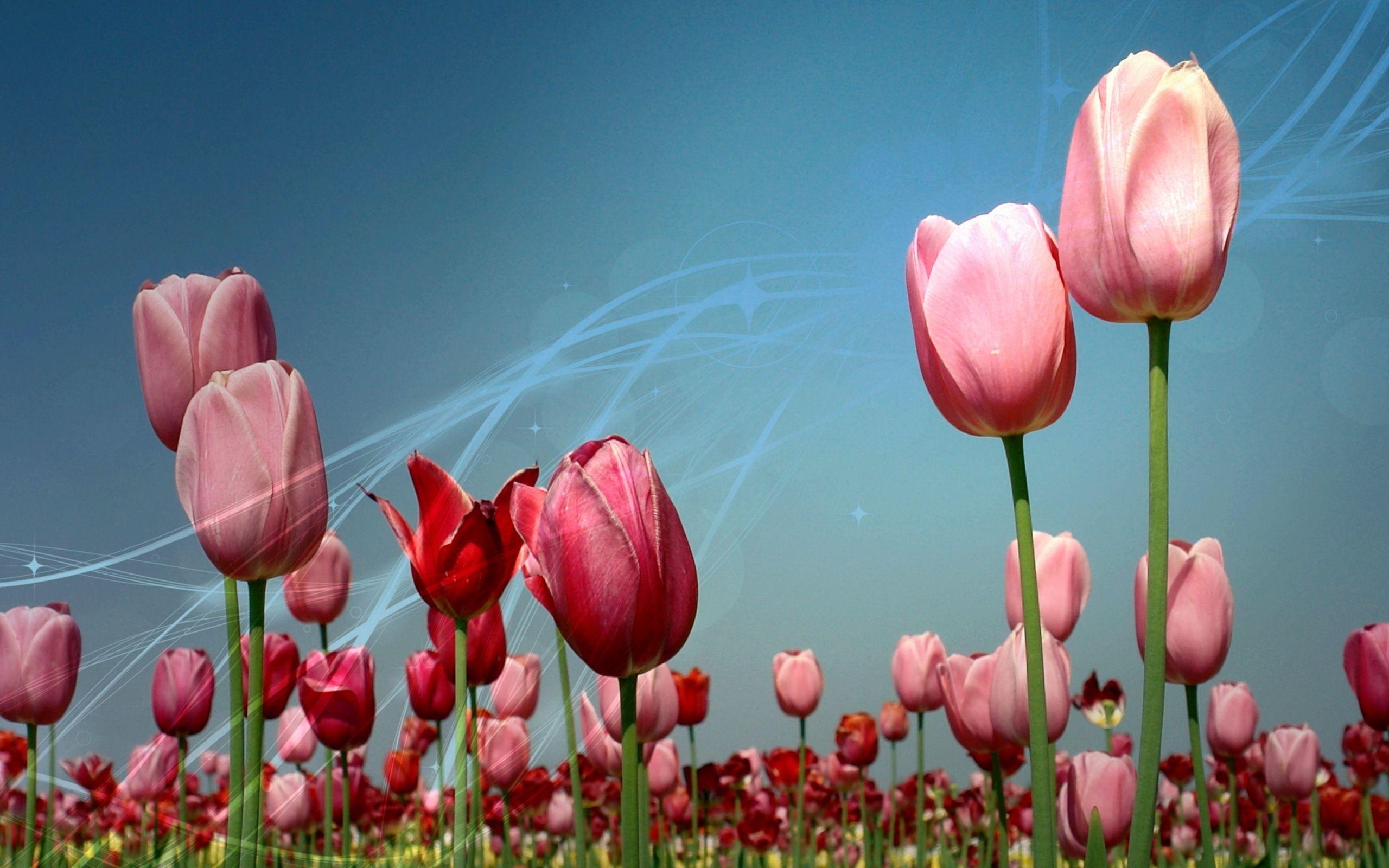 2560x1600 Blue Tulip Wallpaper, Desktop