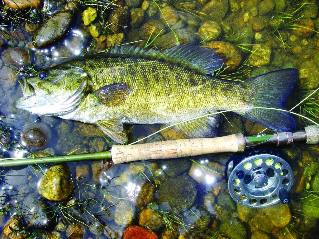 1030x770 Banking on Bronzebacks: Tackling Northern Smallmouths. New England Boating & Fishing, Desktop