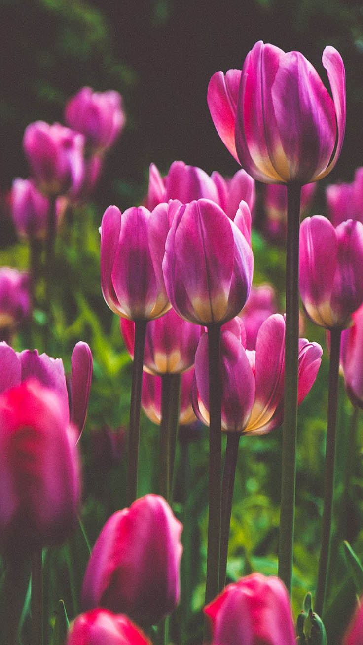 740x1310 Amsterdam iPhone Wallpaper. Tulips & Travels. Flower wallpaper, Beautiful flowers, Flower phone wallpaper, Phone