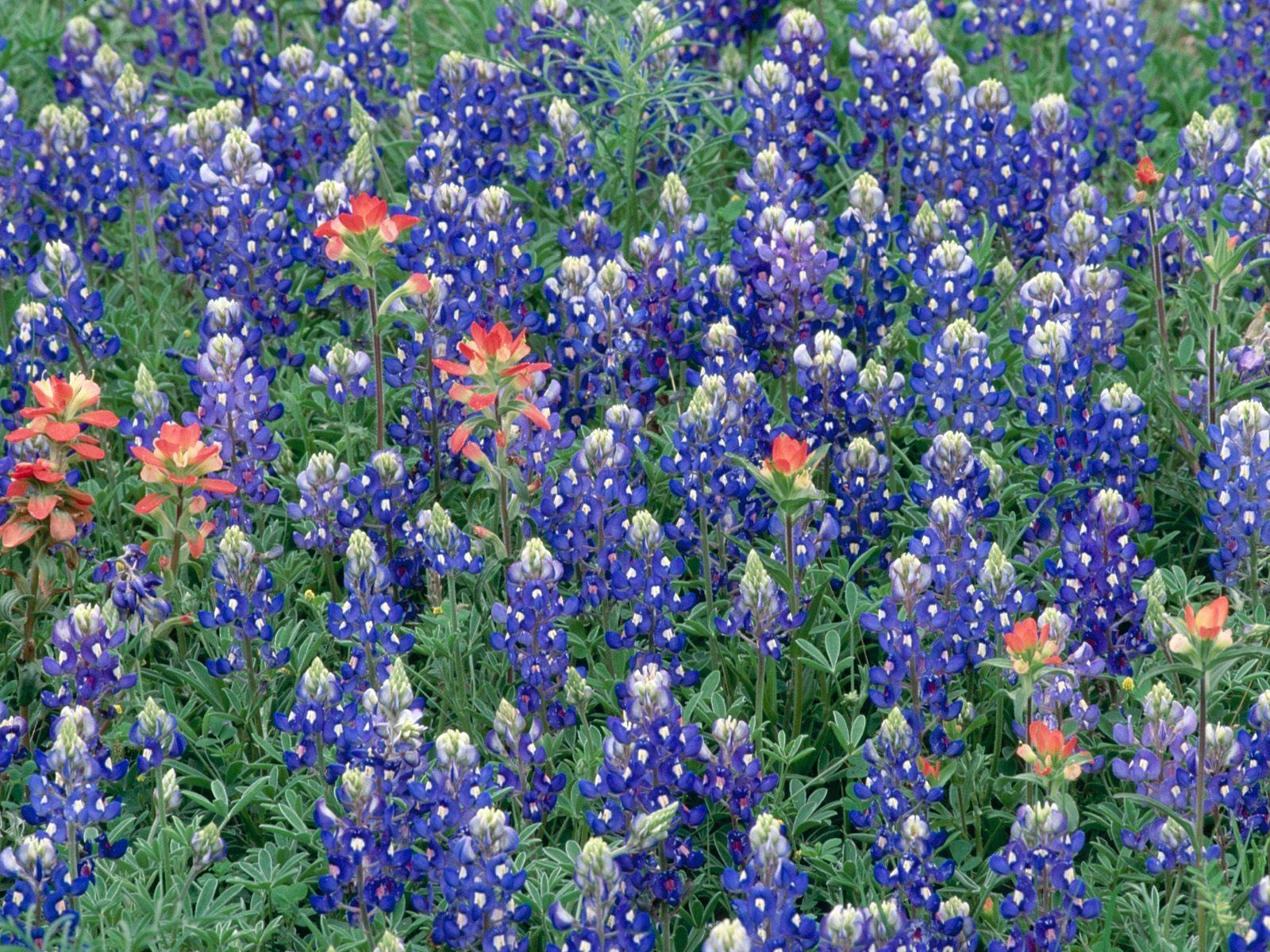 1600x1200 Free download for bluebonnets background displaying, Desktop