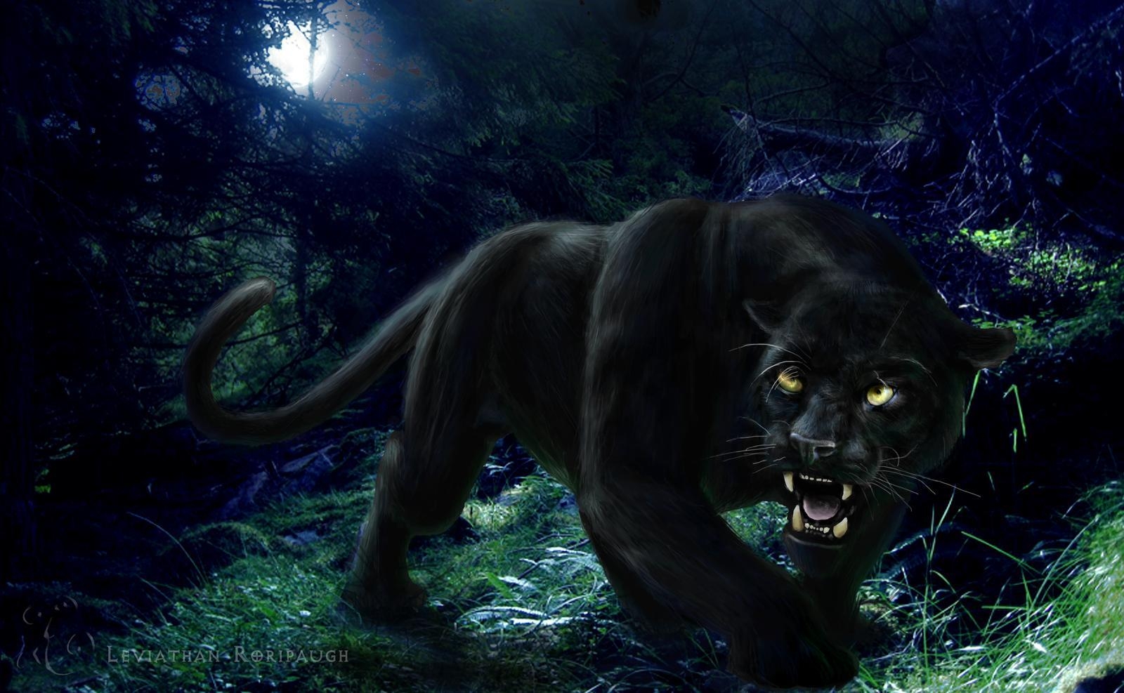 1600x990 Panther Wallpaper Animal Spot, Desktop