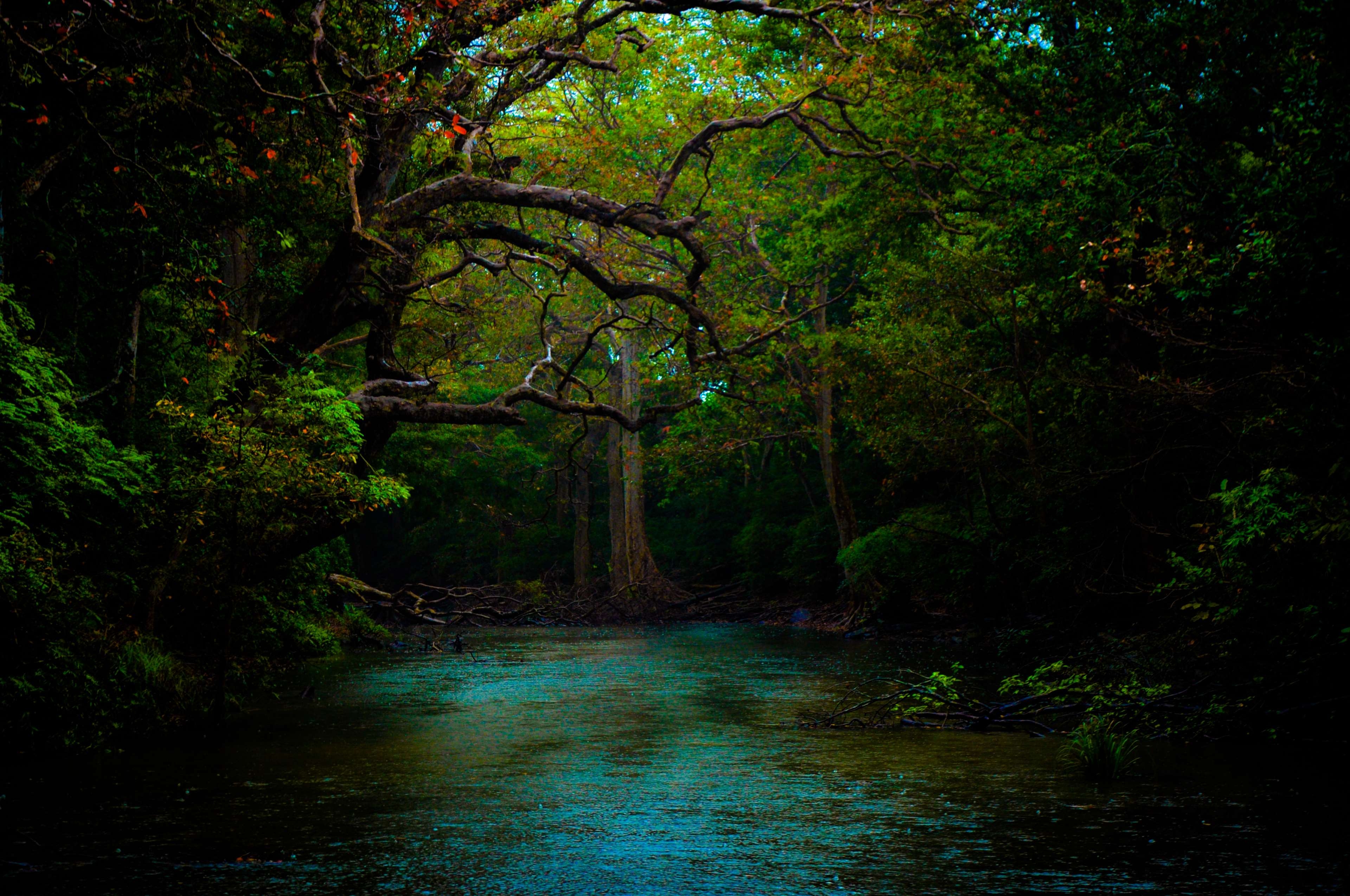 3840x2550 beautiful, dark, forest, nature, nature wallpaper, river, water 4k wallpaper, Desktop