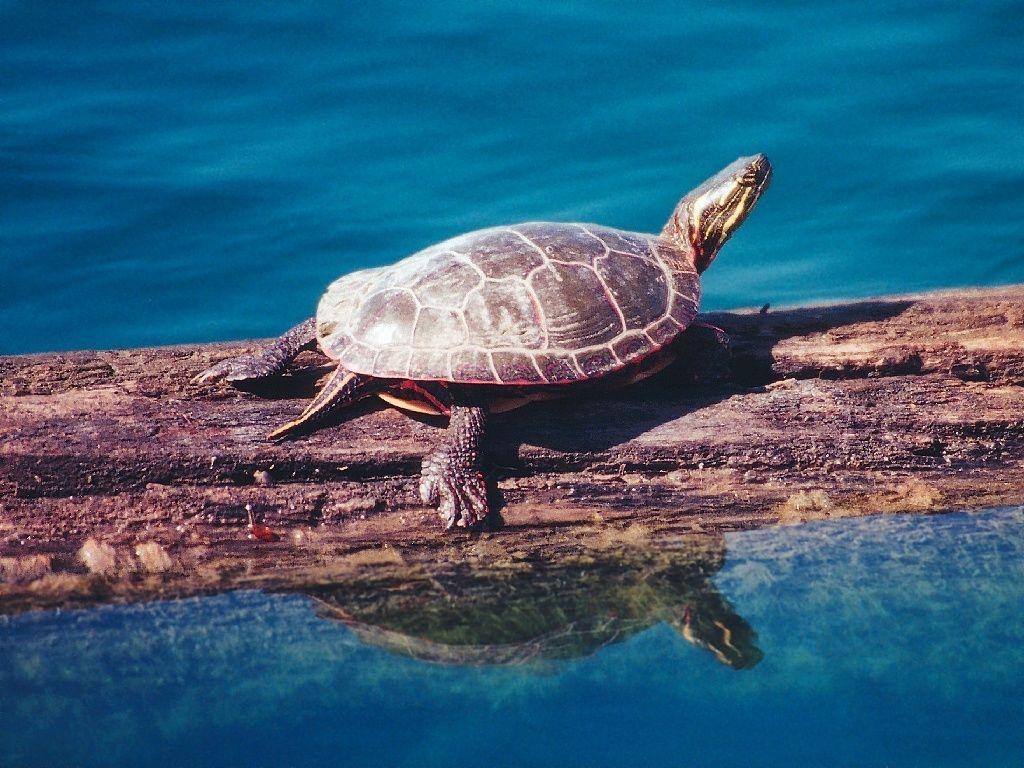 1030x770 turtle wallpaper, Desktop