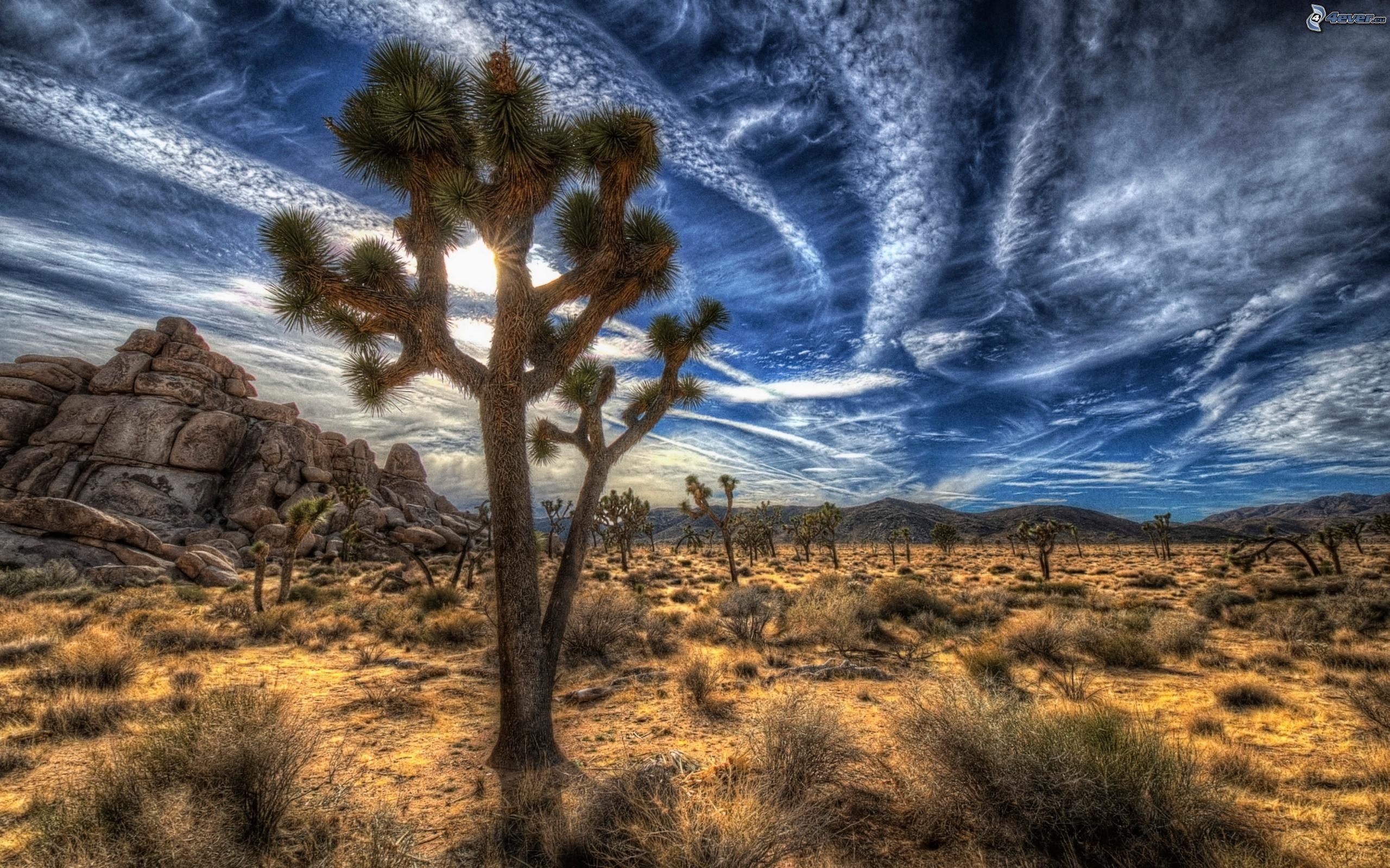 2560x1600 Joshua Tree National Park, Desktop