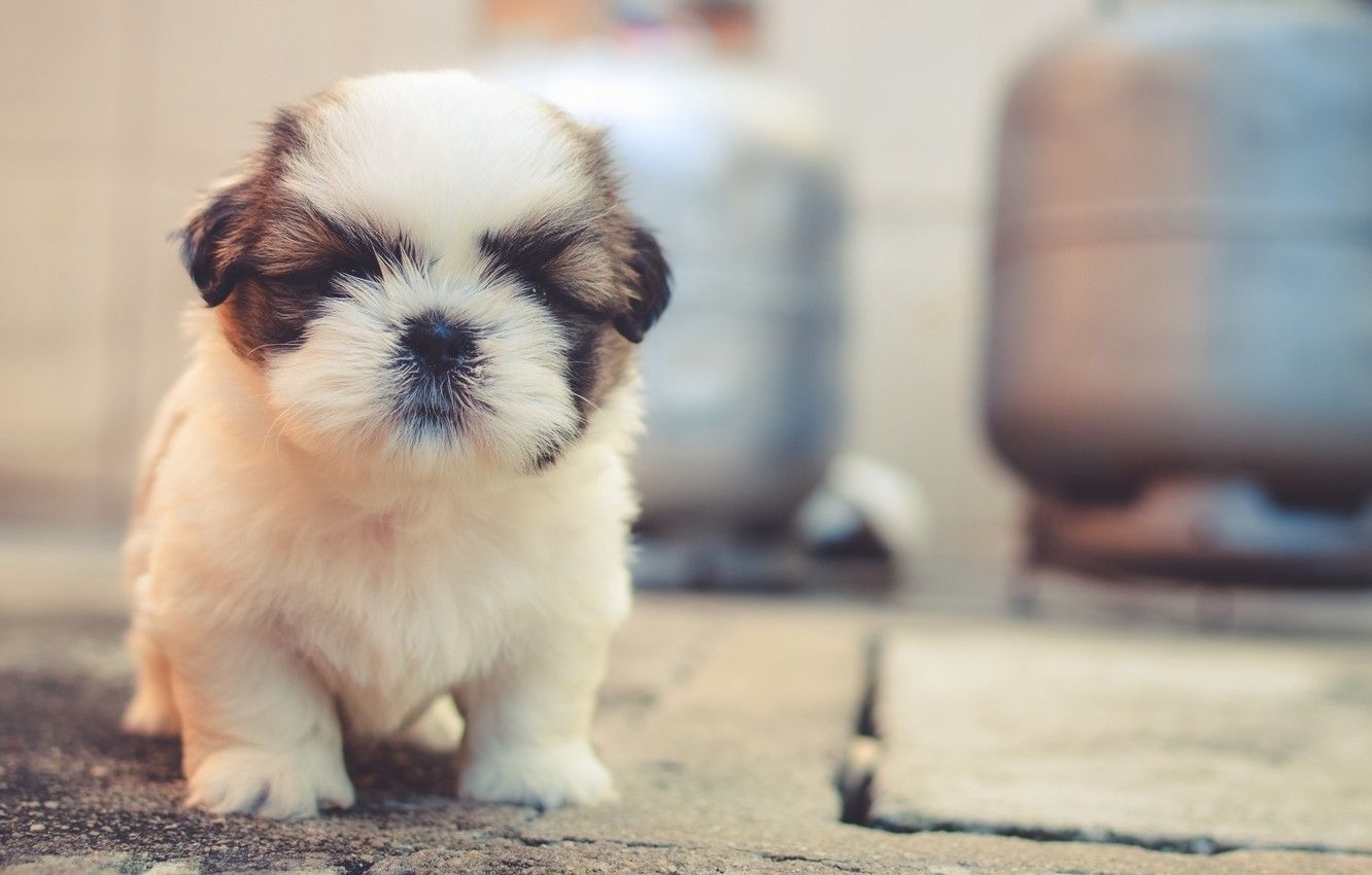 1340x850 Wallpaper puppy, animals, dog, animal, dogs, cute, pet, blur effect, fluffy, 4k uhd background image for desktop, section собаки, Desktop