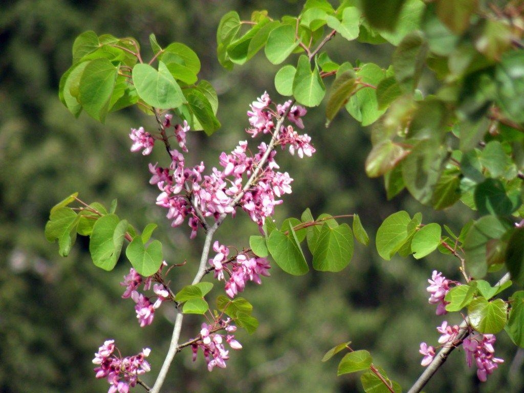 1030x770 Tu BiShvat Seder Jan 20. Ann Arbor Reconstructionist Congregation, Desktop