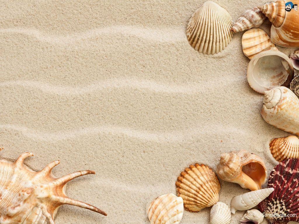 1030x770 image For > Pretty Seashells Wallpaper, Desktop