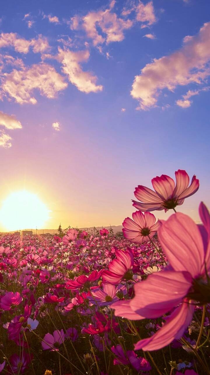 720x1280 Flower Field wallpaper, Phone