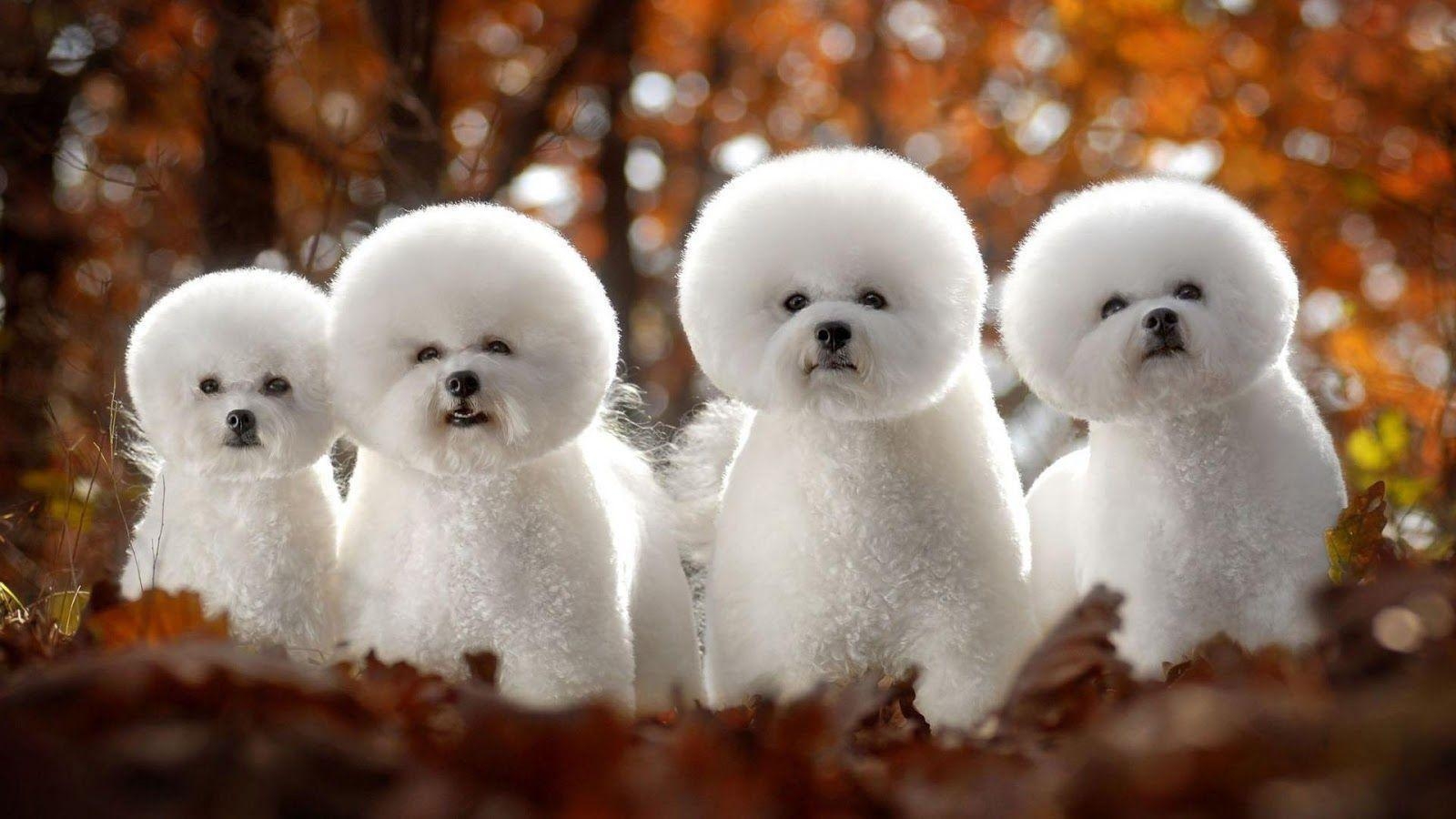 1600x900 Cute poodle wallpaper 1.0 APK, Desktop