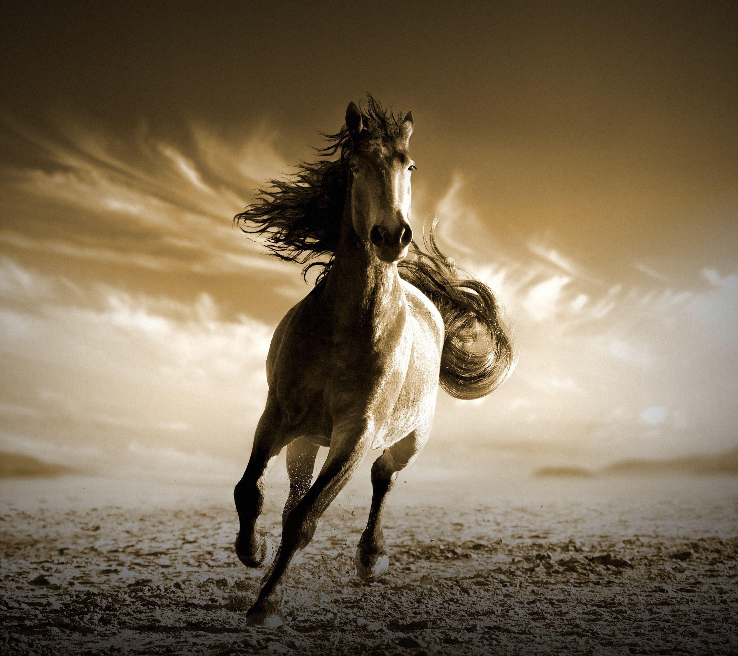 2880x2560 Wallpaper Running Horse, HD, Animals, Desktop