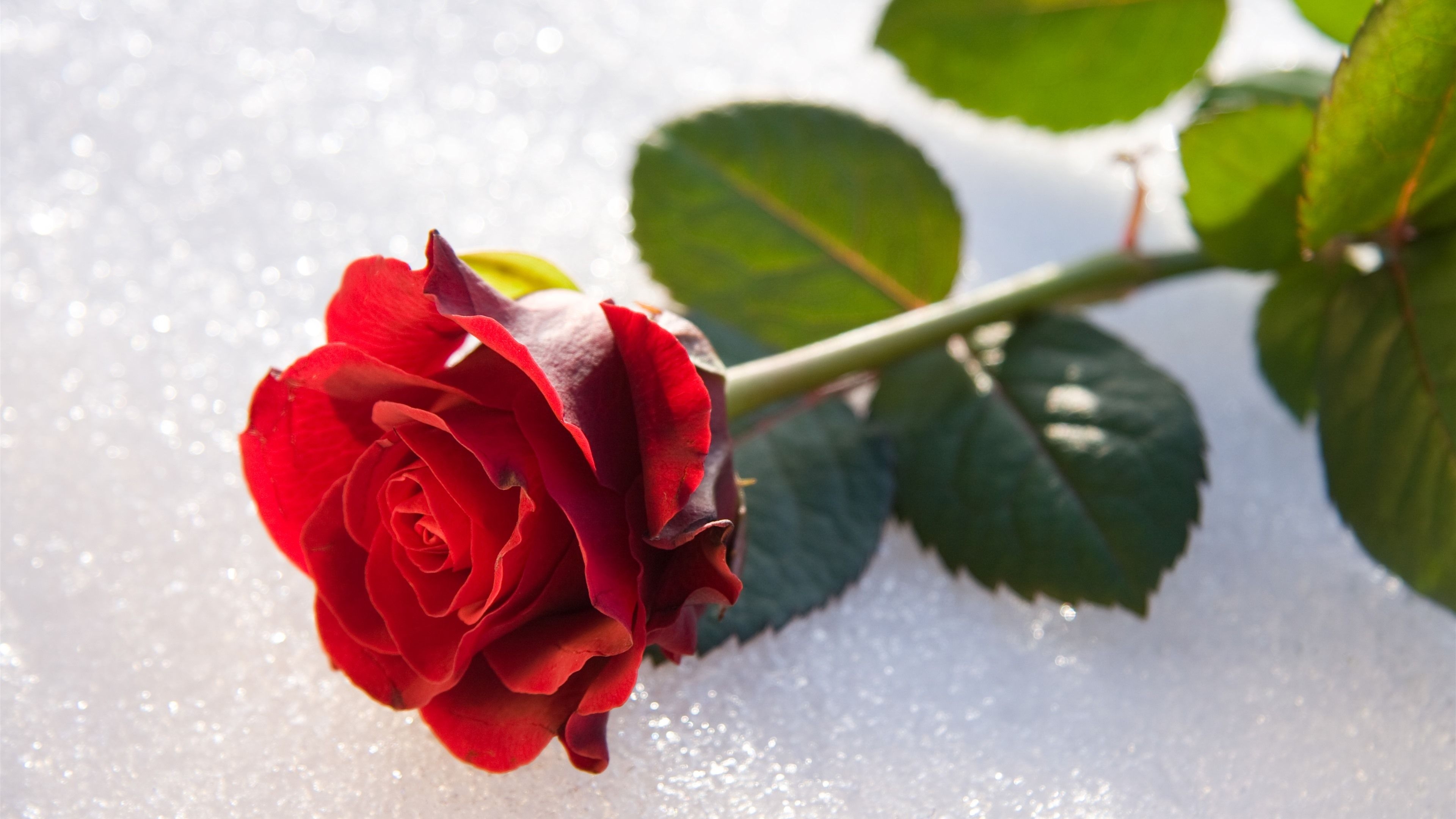 3840x2160 Wallpaper Red rose, petals, stem, leaves 7680x4320 UHD 8K Picture, Image, Desktop