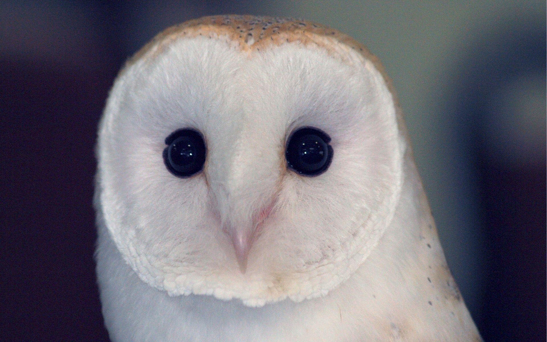 1920x1200 Animals For > Cute White Owl Wallpaper, Desktop