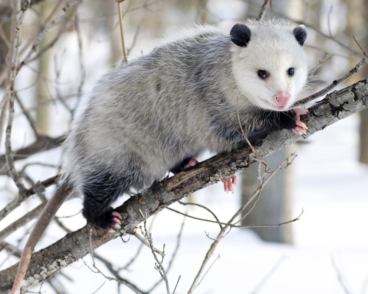 1280x1030 Free Opossum Wallpaper, Desktop