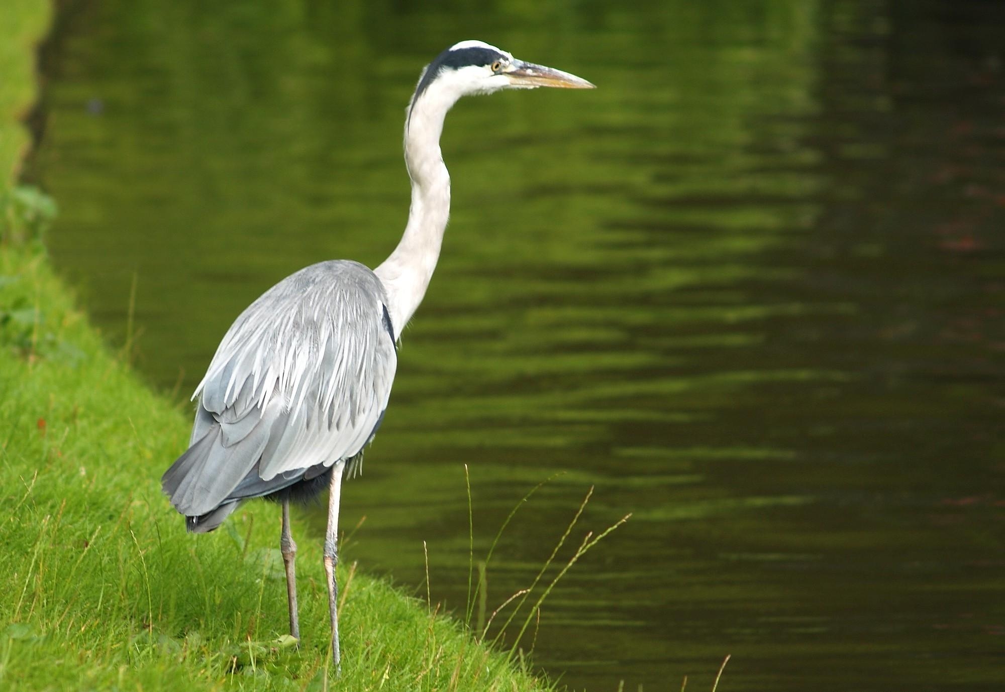 2000x1380 herons birds animals wallpaper and background, Desktop