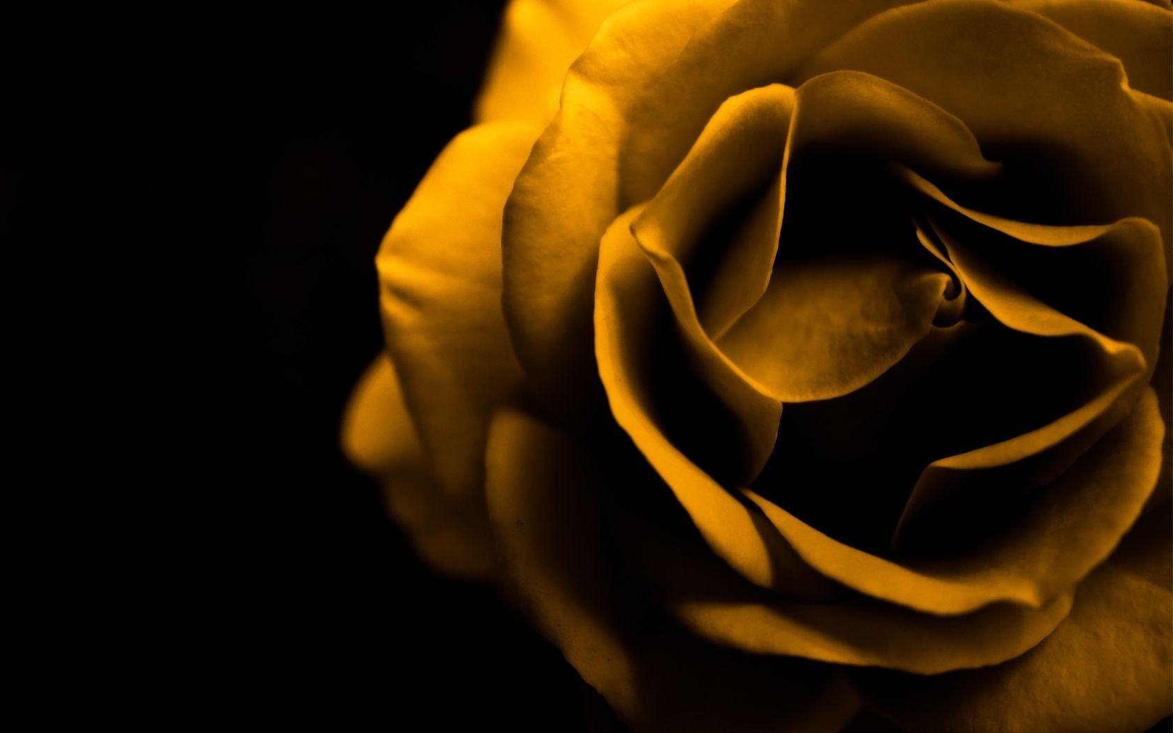 1680x1050 Yellow Roses Wallpaper HD. Freetopwallpaper, Desktop