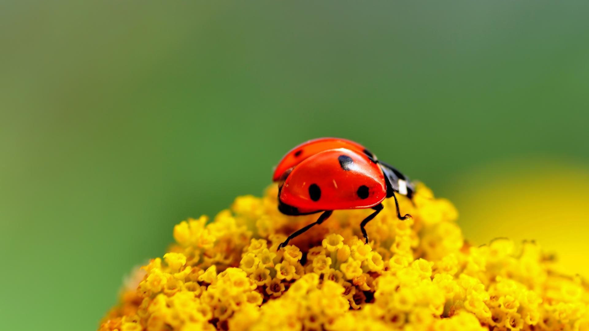 1920x1080 Image Ladybugs Insects Animals, Desktop