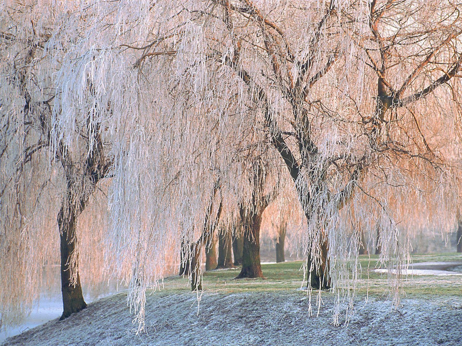 1600x1200 Willow Tree Wallpaper Free Willow Tree Background, Desktop