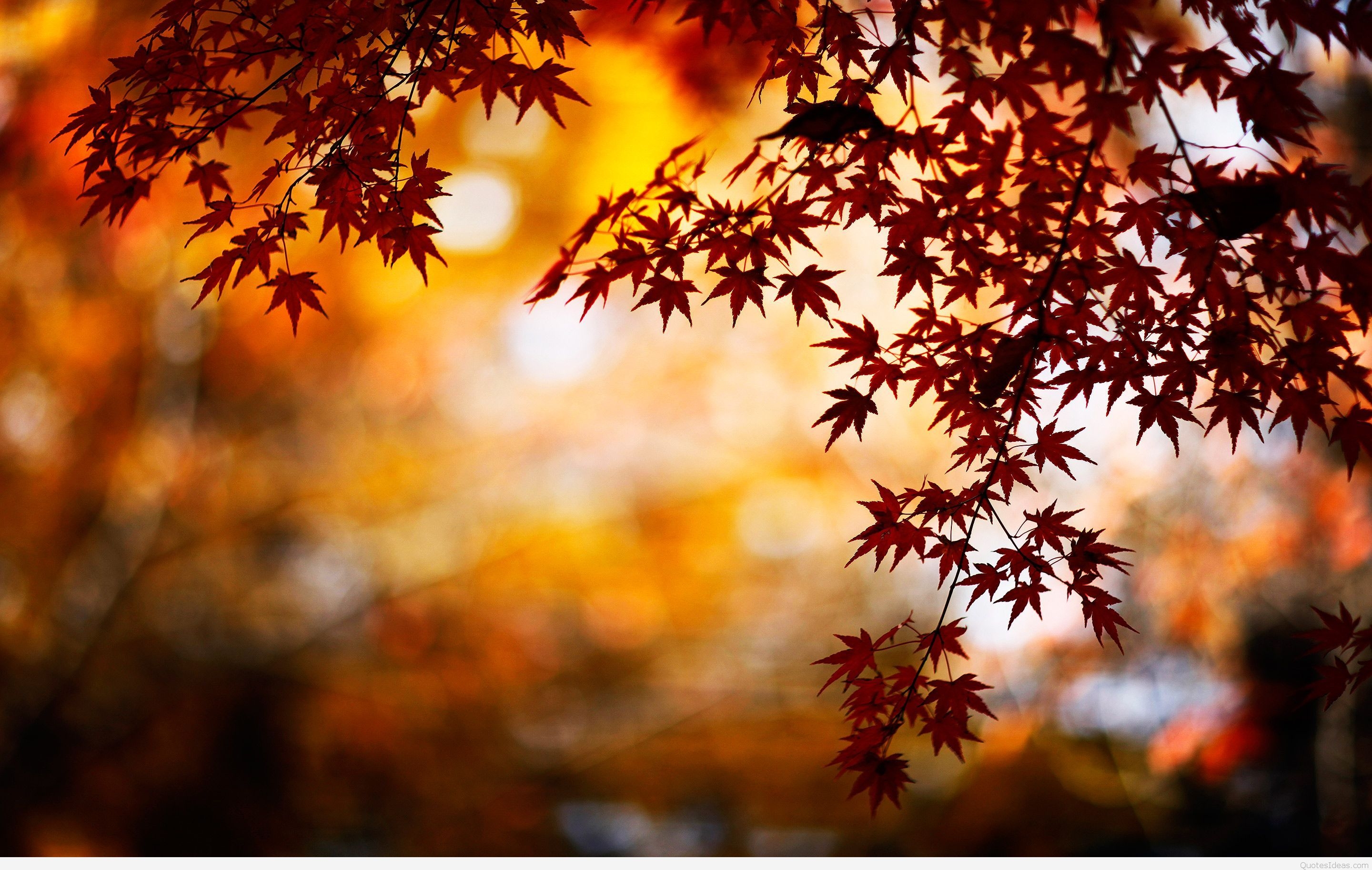 2880x1830 Autumn Wallpaper, Desktop