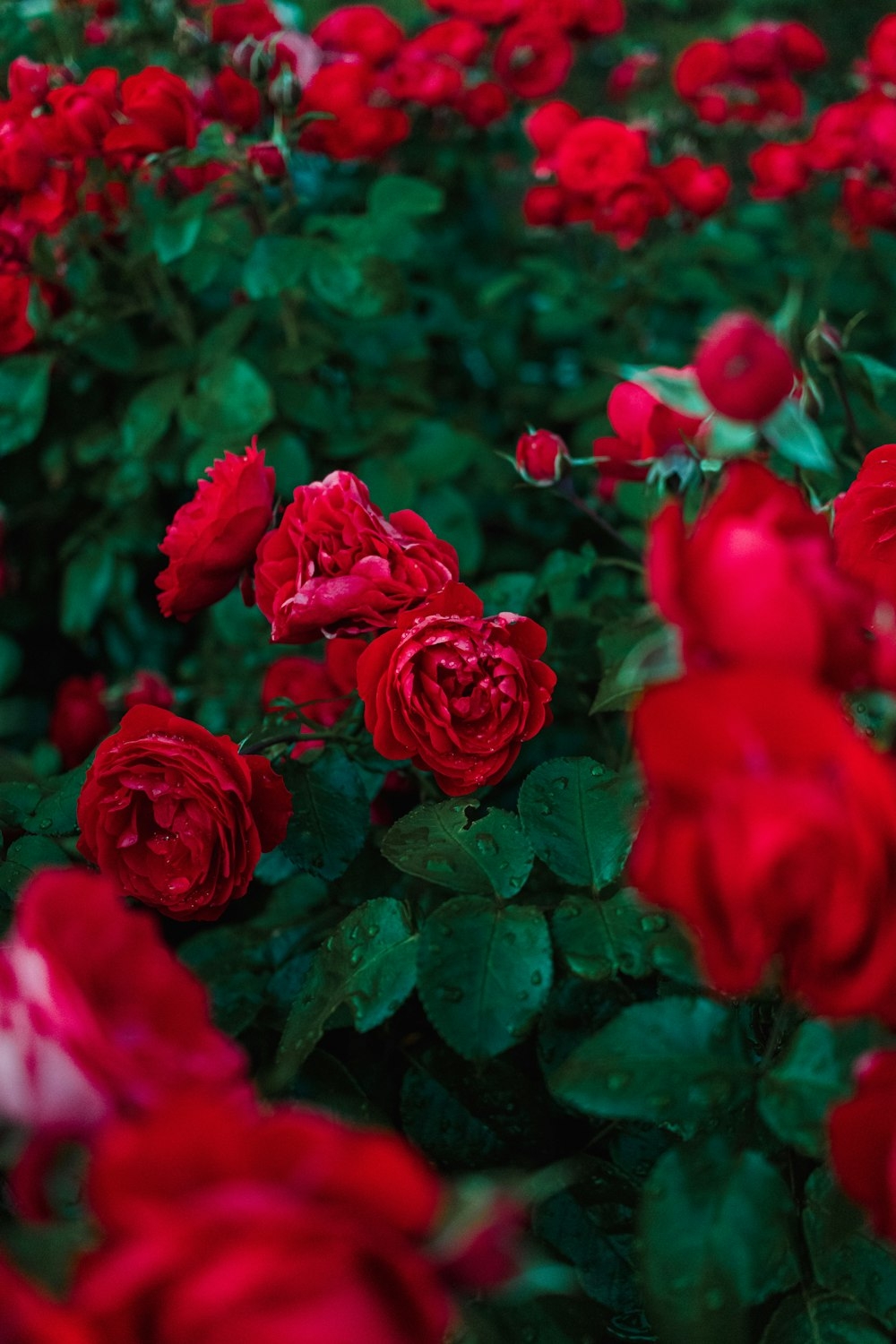 1000x1500 A field of red roses with green leaves, Phone