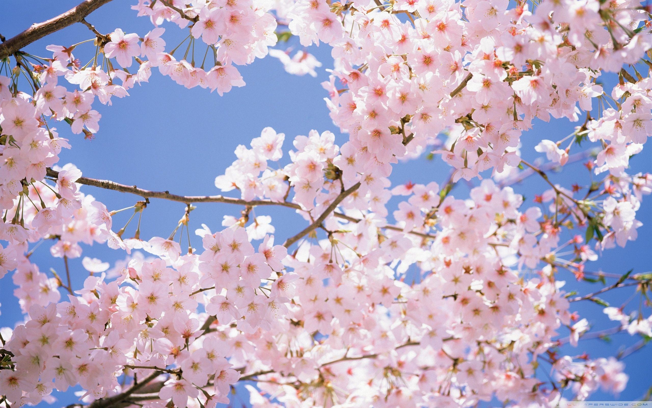 2560x1600 Blossomed Cherry Tree ❤ 4K HD Desktop Wallpaper for 4K Ultra HD, Desktop