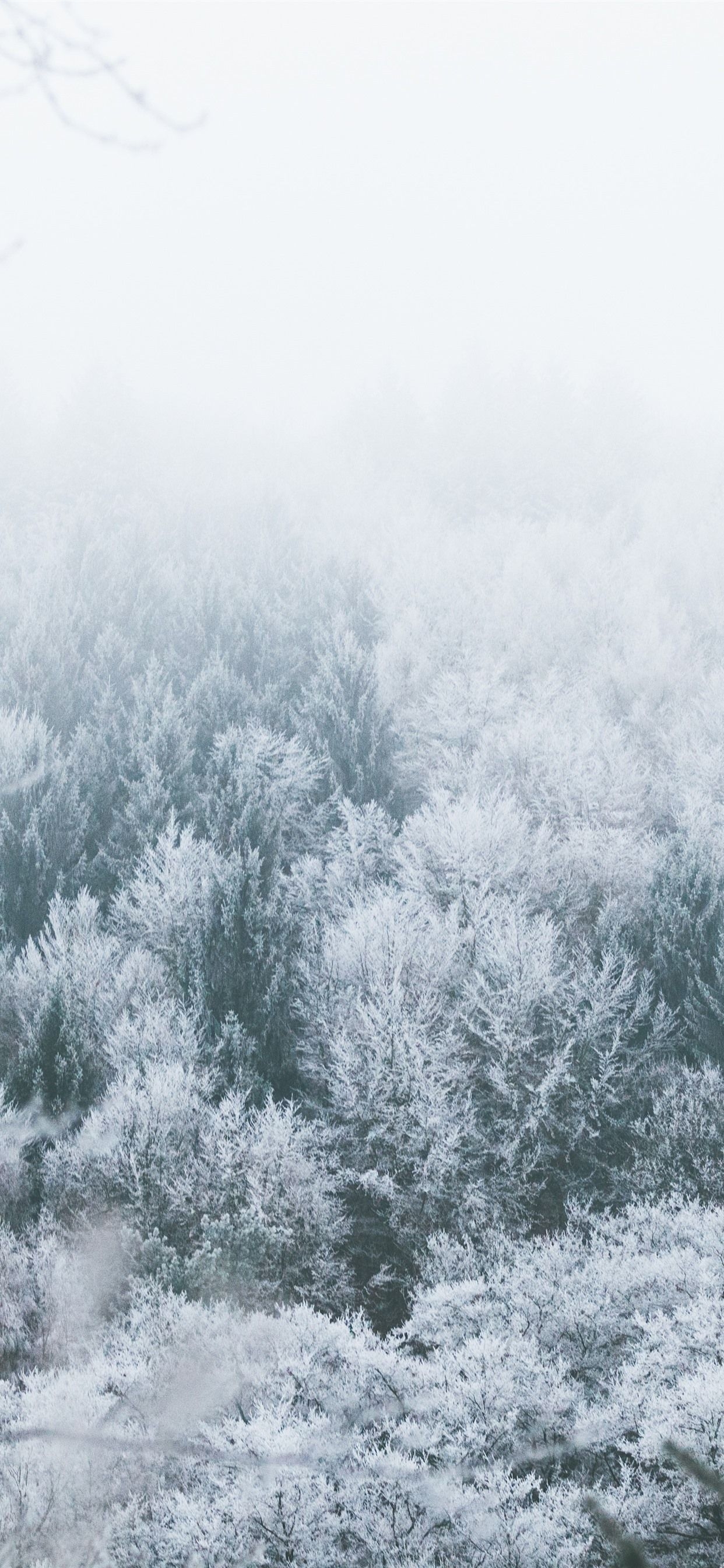 1250x2690 Trees, Frost, Winter, Snow, Fog  IPhone 11 Pro XS Max Wallpaper, Background, Picture, Image, Phone