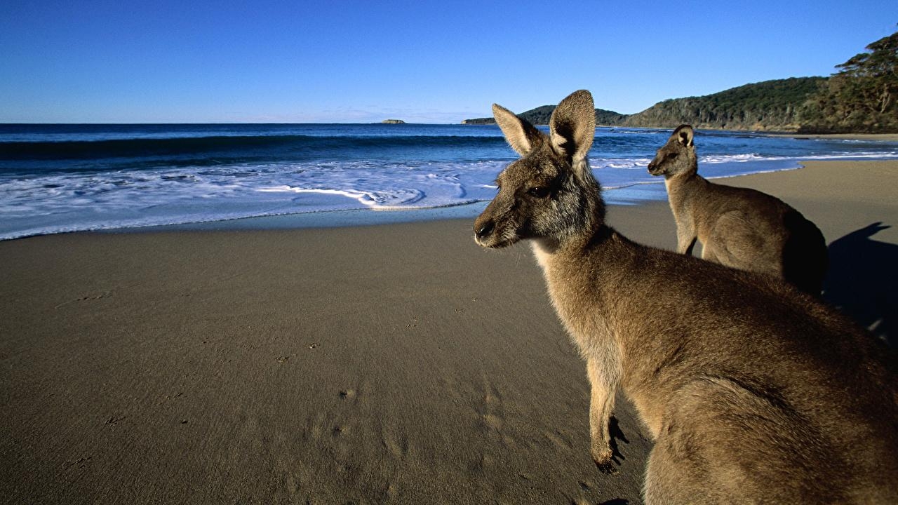 1280x720 Wallpaper Kangaroo Eastern Grey Kangaroos on the Beach, Australia, Desktop