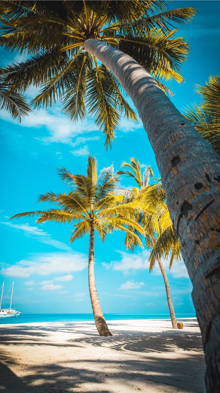 750x1340 palm trees at the shore near boat during day iPhone 8 Wallpaper Free Download, Phone