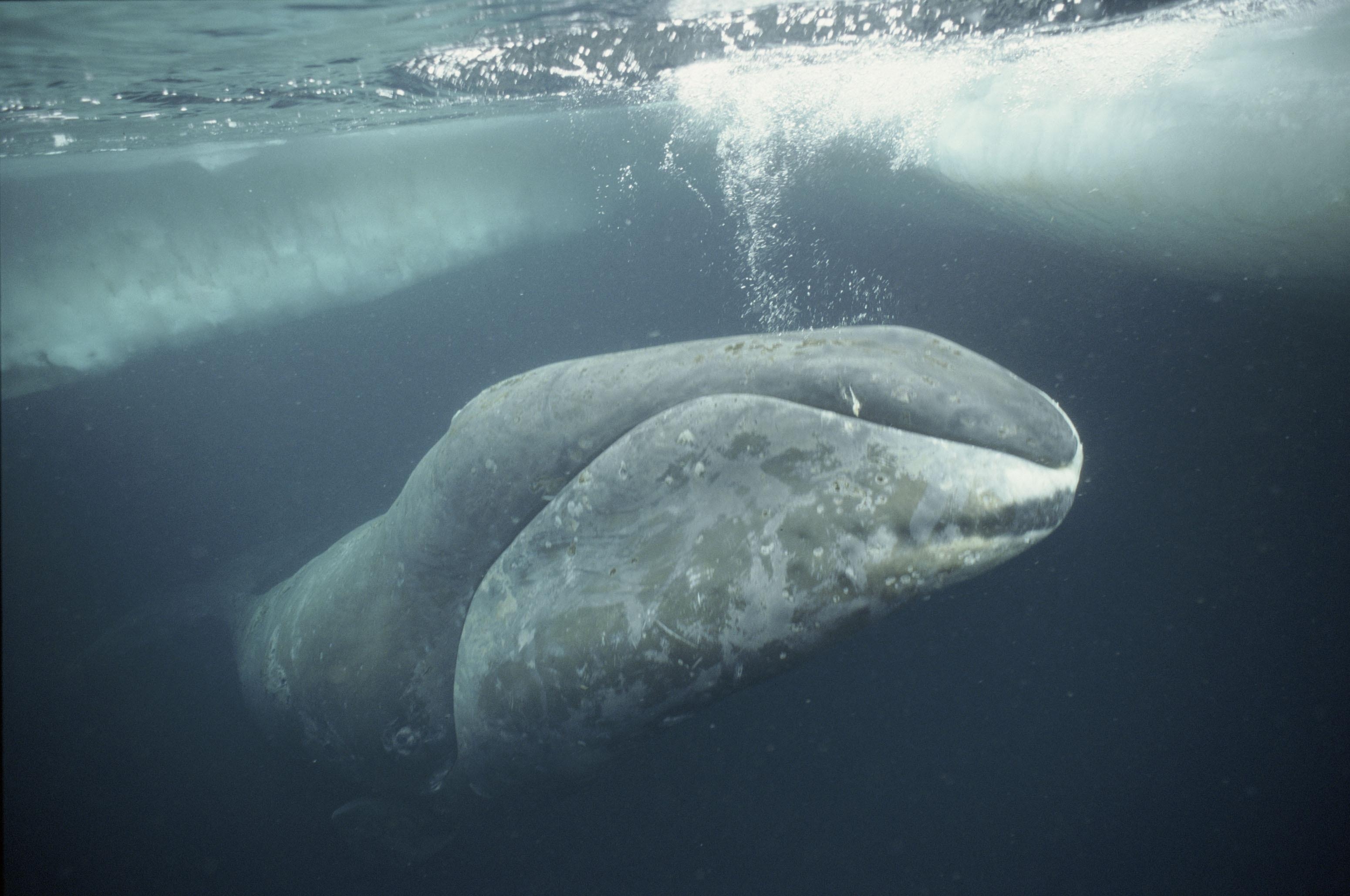 3100x2060 Bowhead Whale (Balaena mysticetus), Desktop