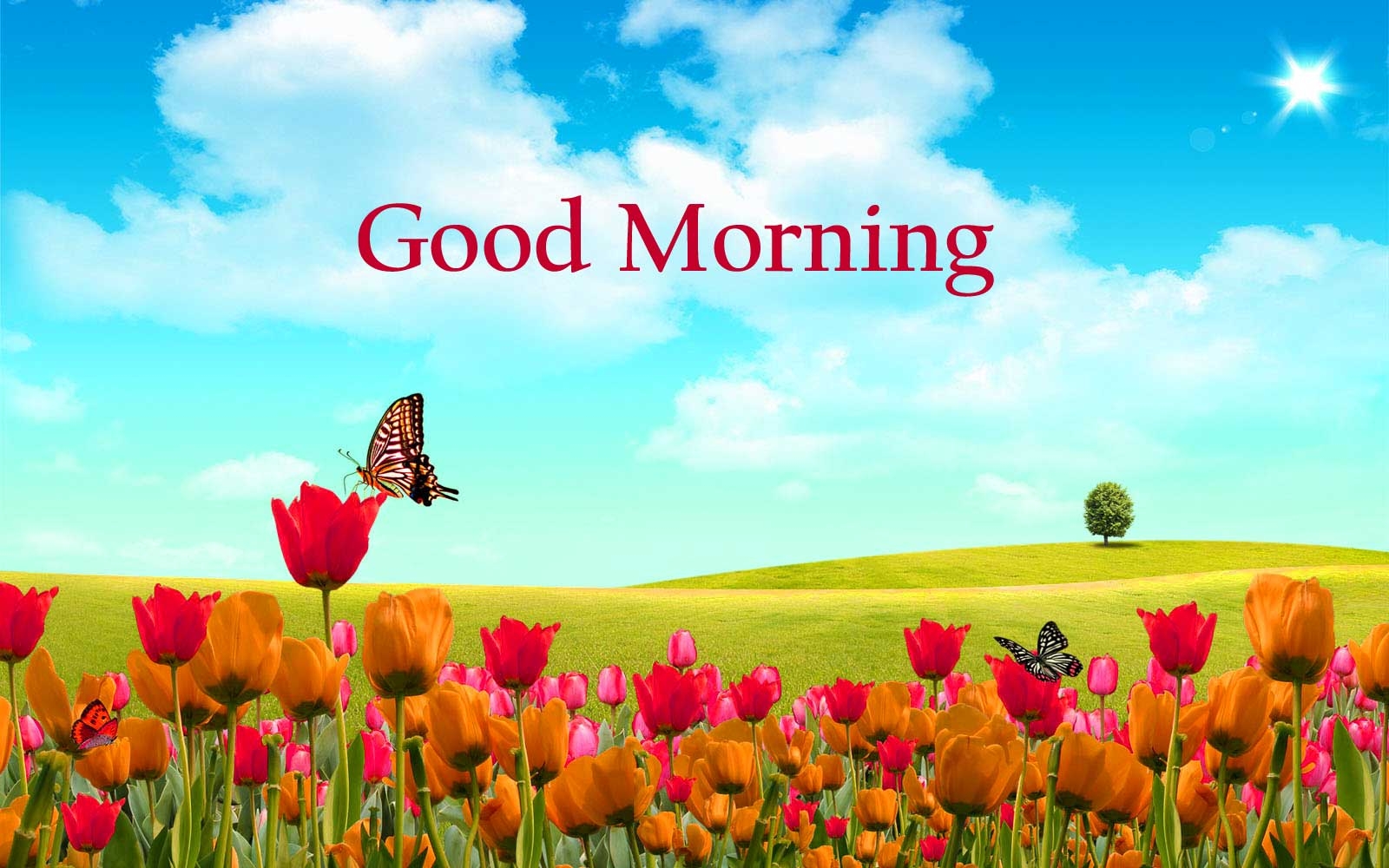 1600x1000 Good Morning Flowers Image Photo Pics HD Download Here, Desktop