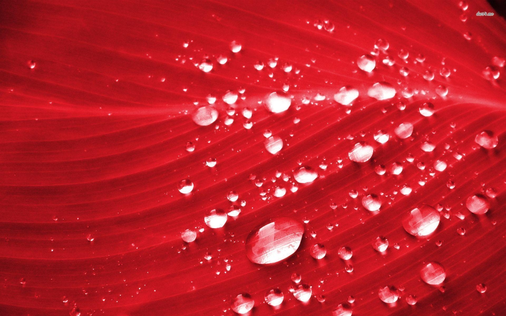 1920x1200 Water drops on red leaf wallpaper wallpaper - #, Desktop