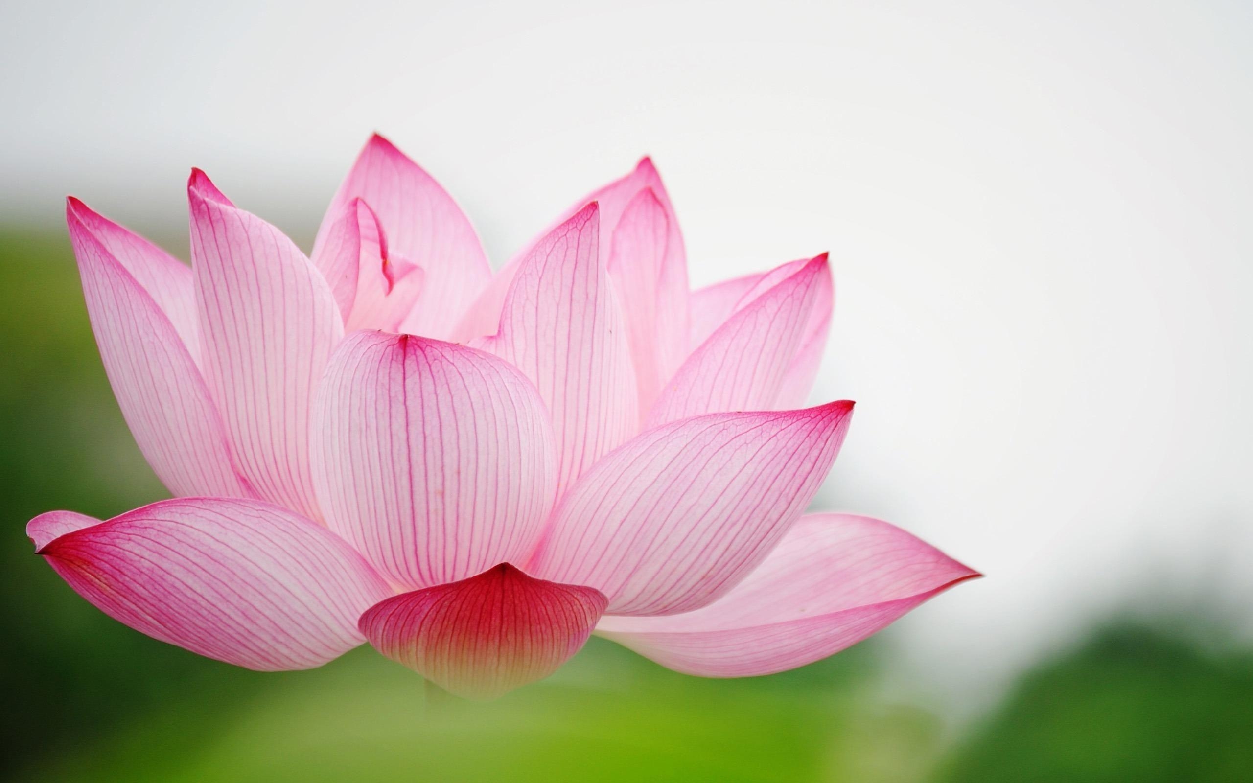 2560x1600 Lotus Flower Wallpaper HD / Desktop and Mobile Background, Desktop