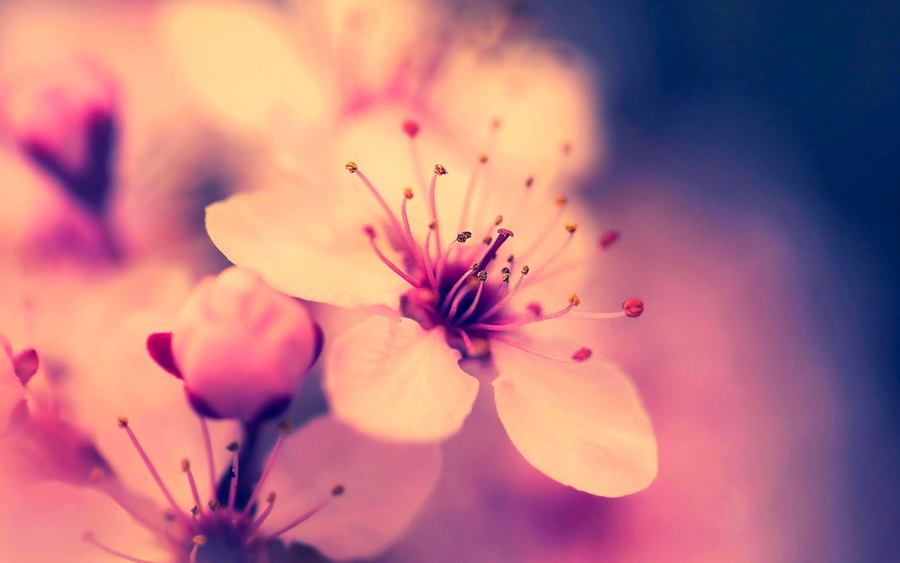 2880x1800 Sakura Flower Wallpaper Full HD, Desktop