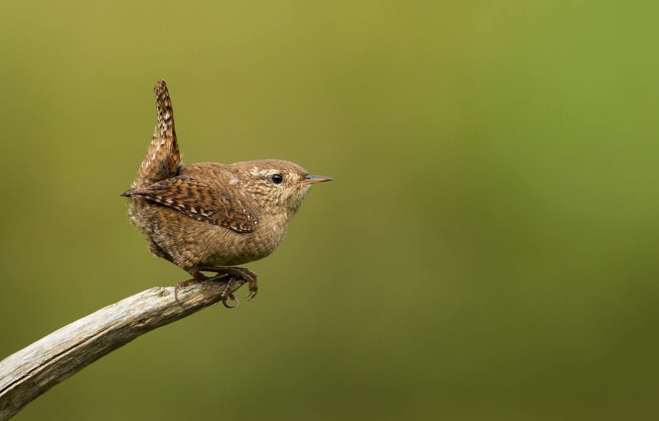 1340x850 Wallpaper bird, branch, bird, Wren image for desktop, Desktop