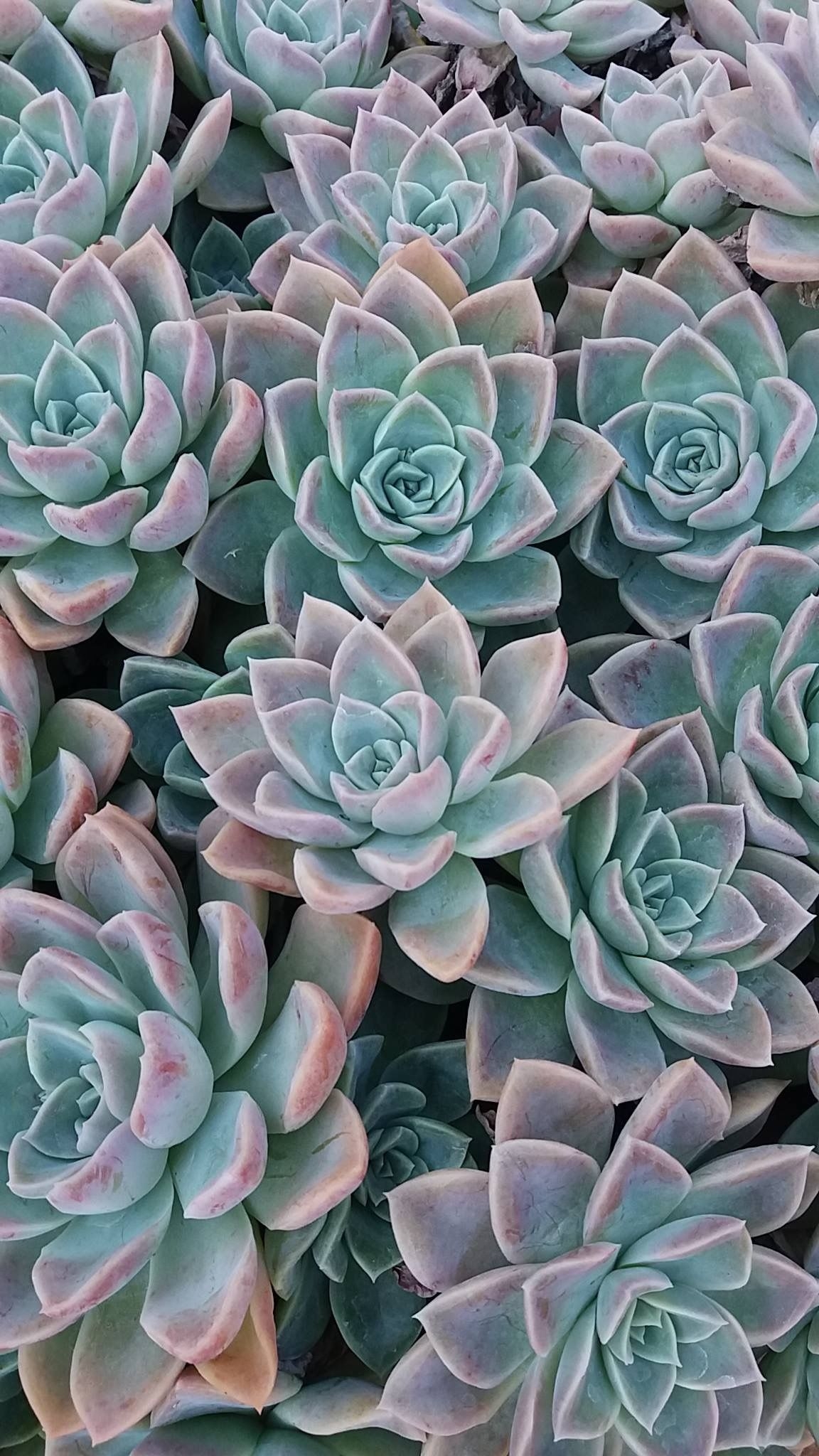 1160x2050 Flower phone wallpaper, Succulents.com, Phone