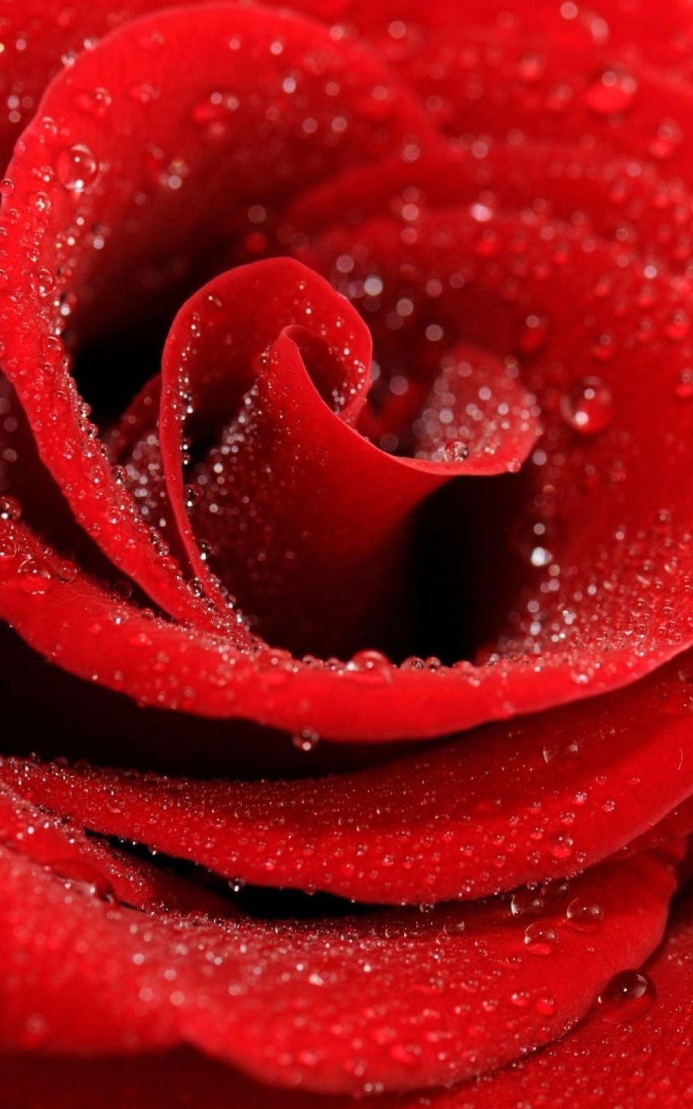 1000x1600 Best of aesthetic red rose iphone wallpaper on wallpaper iphone, Phone