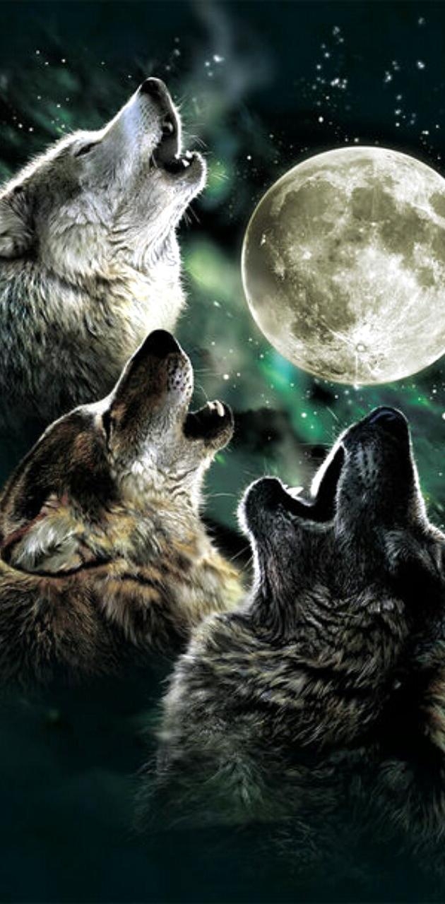 630x1280 Howling Wolf Pack wallpaper, Phone