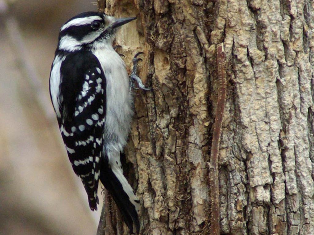 1030x770 Woodpecker Wallpaper 14 X 768, Desktop