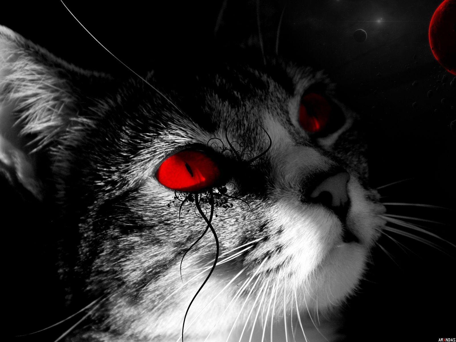 1600x1200 gray cat eyes wallpaper Search Engine, Desktop