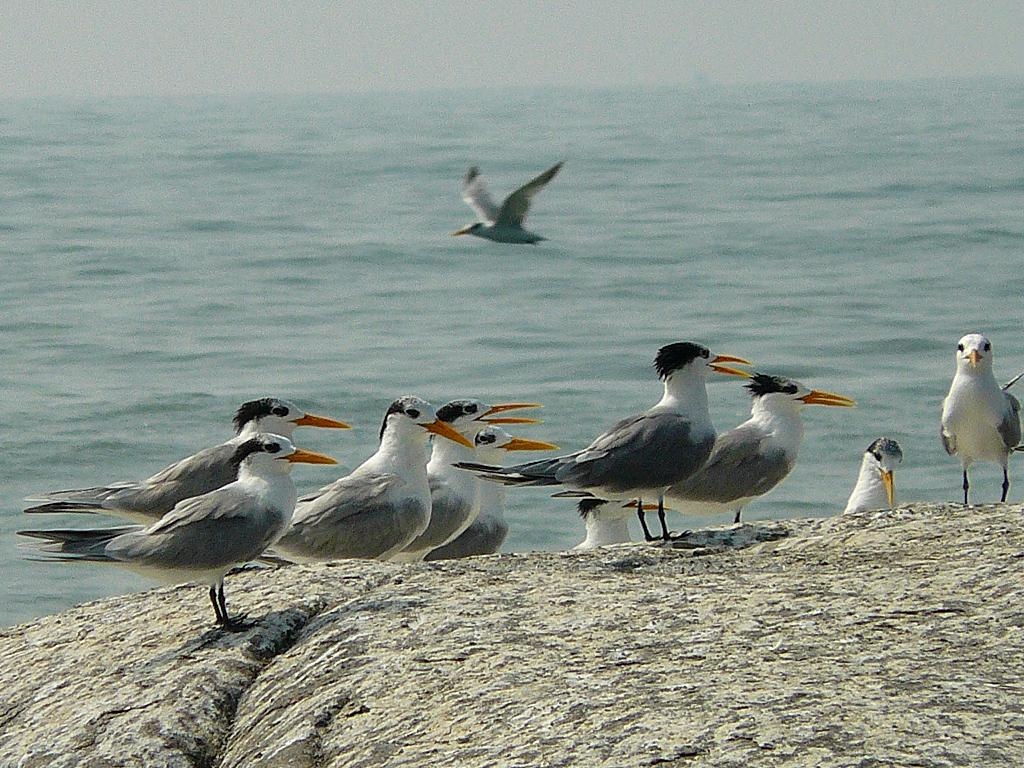 1030x770 Lesser Crested Terns. A group of Lesser Crested Terns. Thes, Desktop