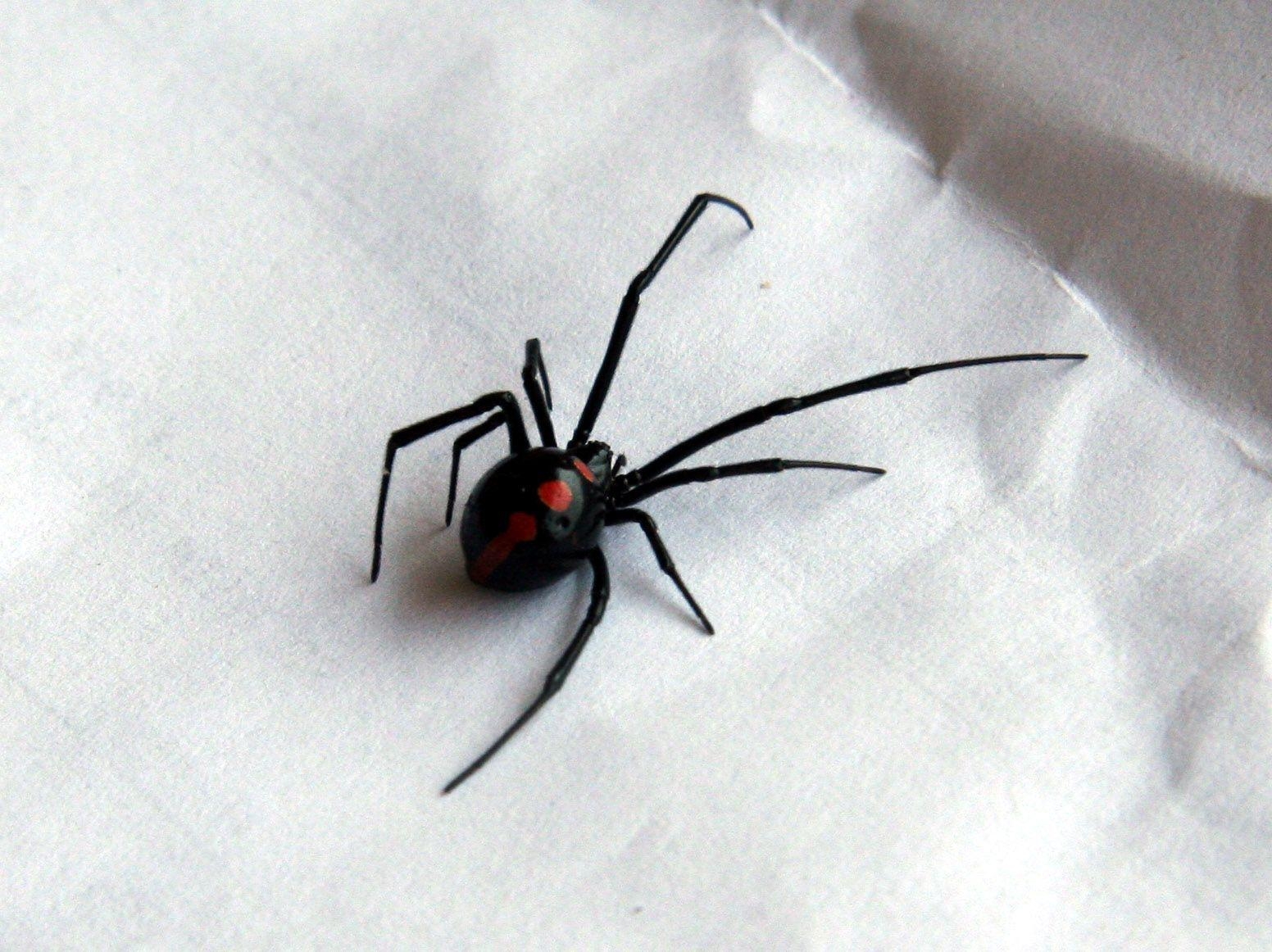 1560x1170 Image Black Widow Spider Wallpaper, Desktop