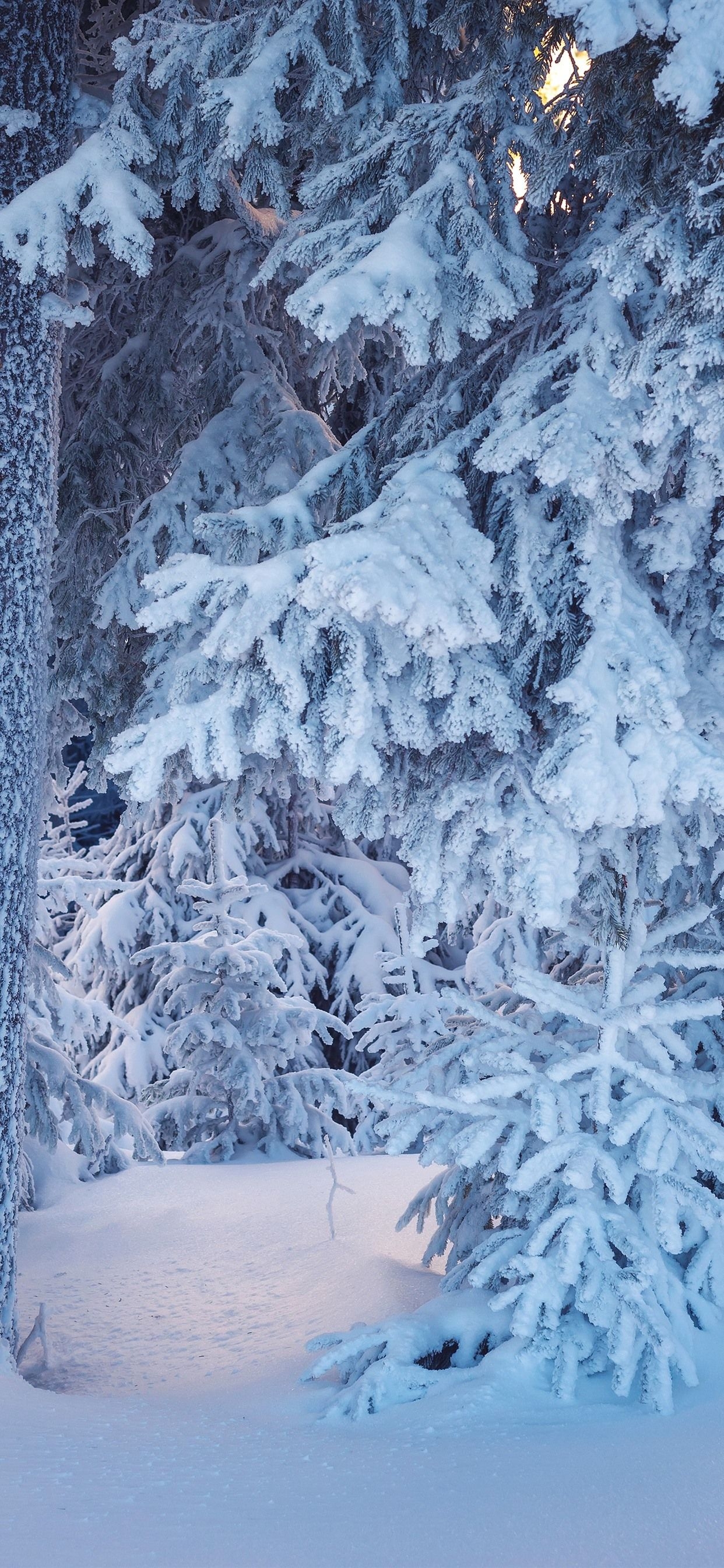 1250x2690 Fir Twigs, Snow, Tree, Winter  IPhone 11 Pro XS Max Wallpaper, Background, Picture, Image, Phone