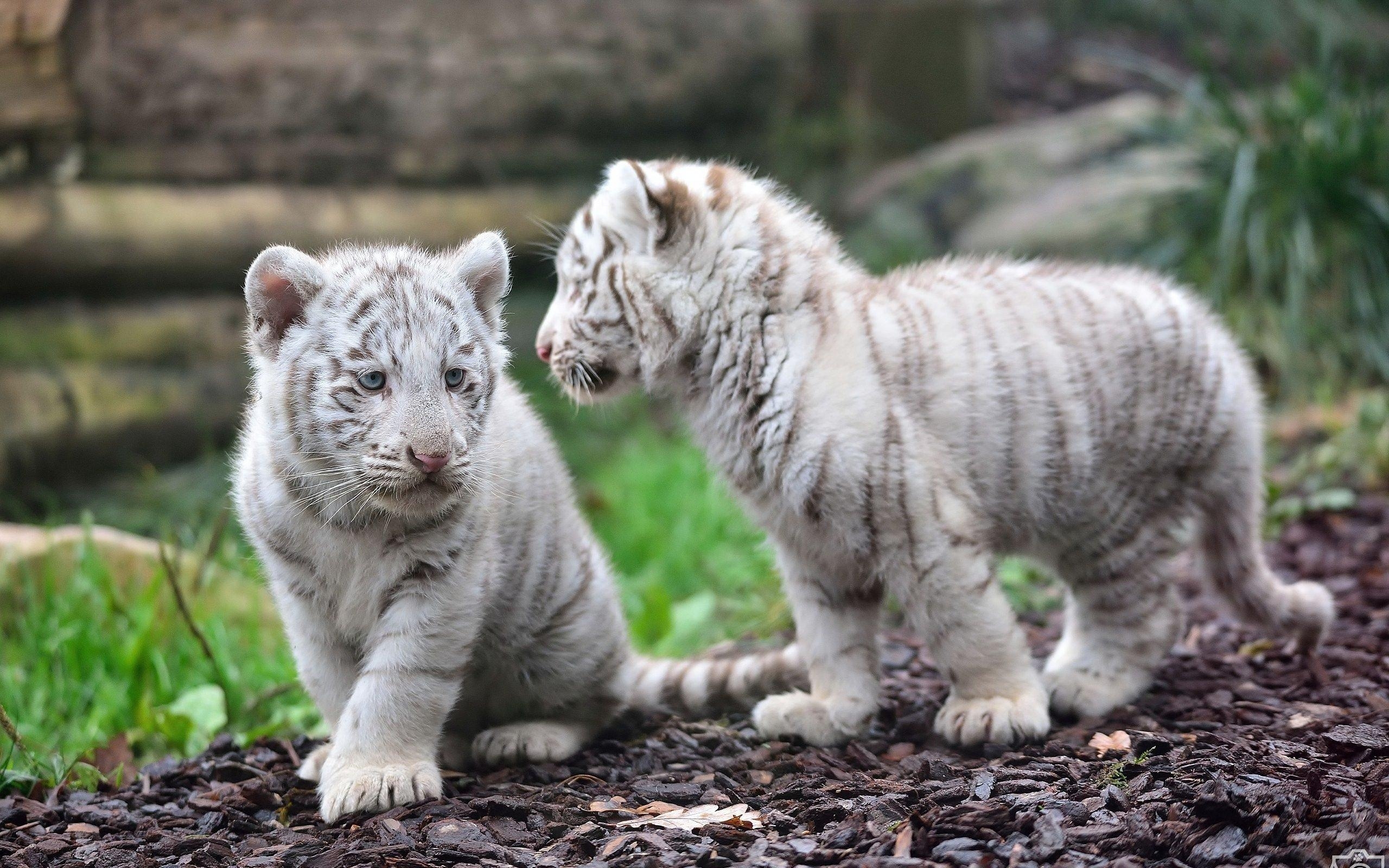 2560x1600 White Tiger Wallpaper 21. Free Download HD Wallpaper 4k, Desktop