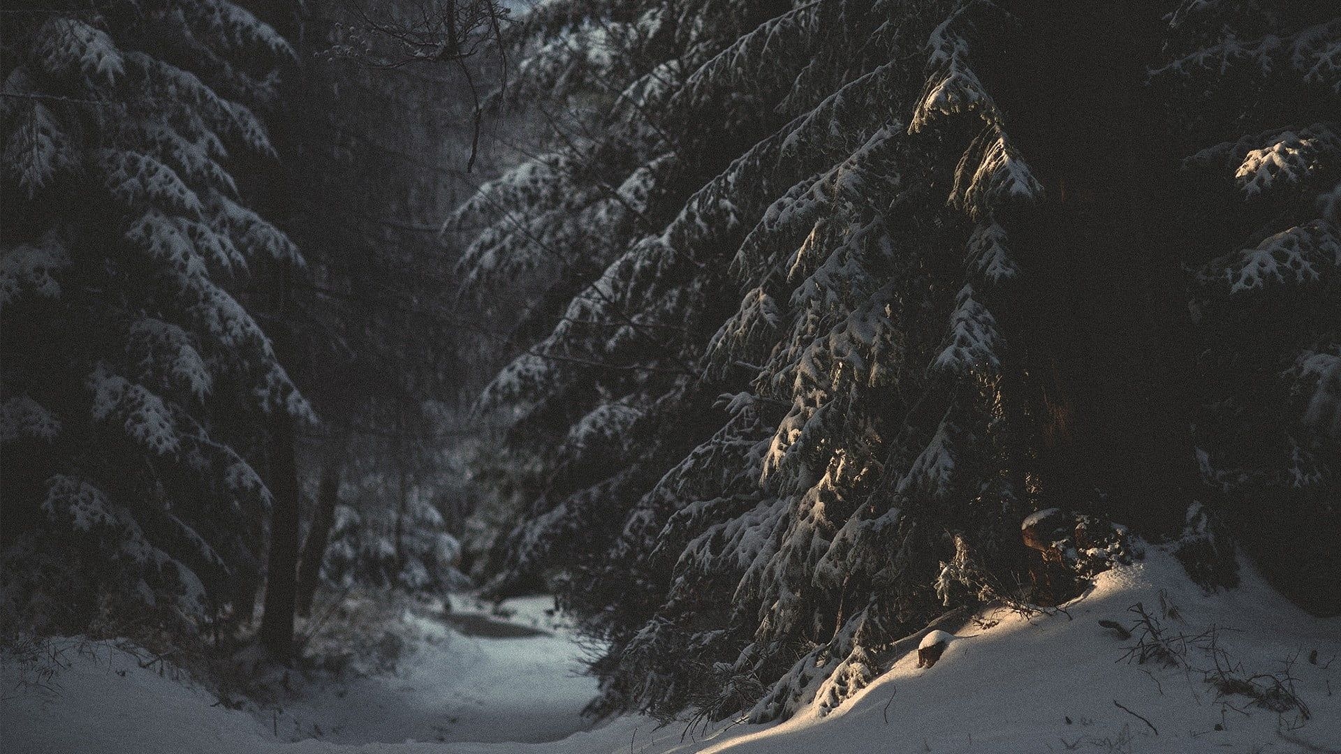 1920x1080 Dark winter forest snow wallpaper, Desktop