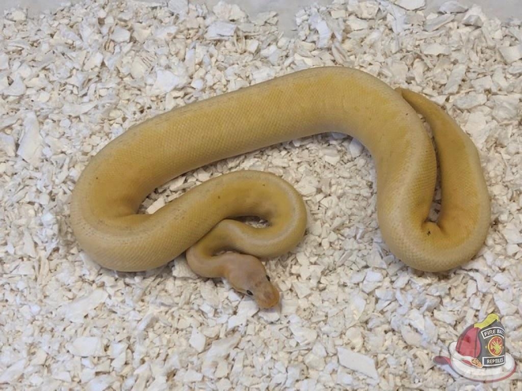 1030x770 Banana Fire Lemonblast Ball Python, Desktop